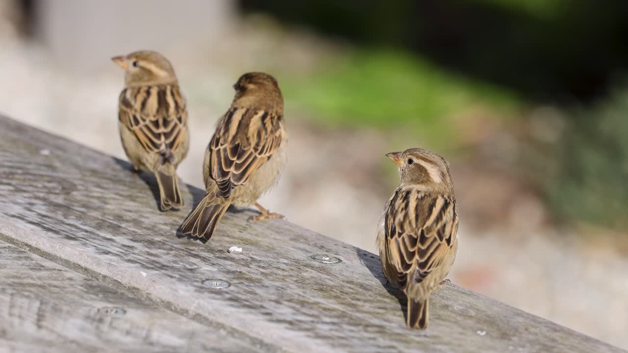 Three sparrows rest on a wooden beam in natural light, showcasing their interactions and movements in a serene outdoor setting