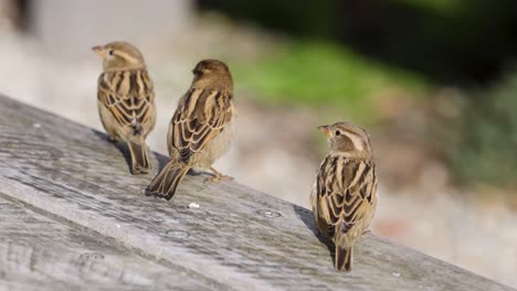 three sparrows rest on a wooden beam in natural light, showcasing their interactions and movements in a serene outdoor setting