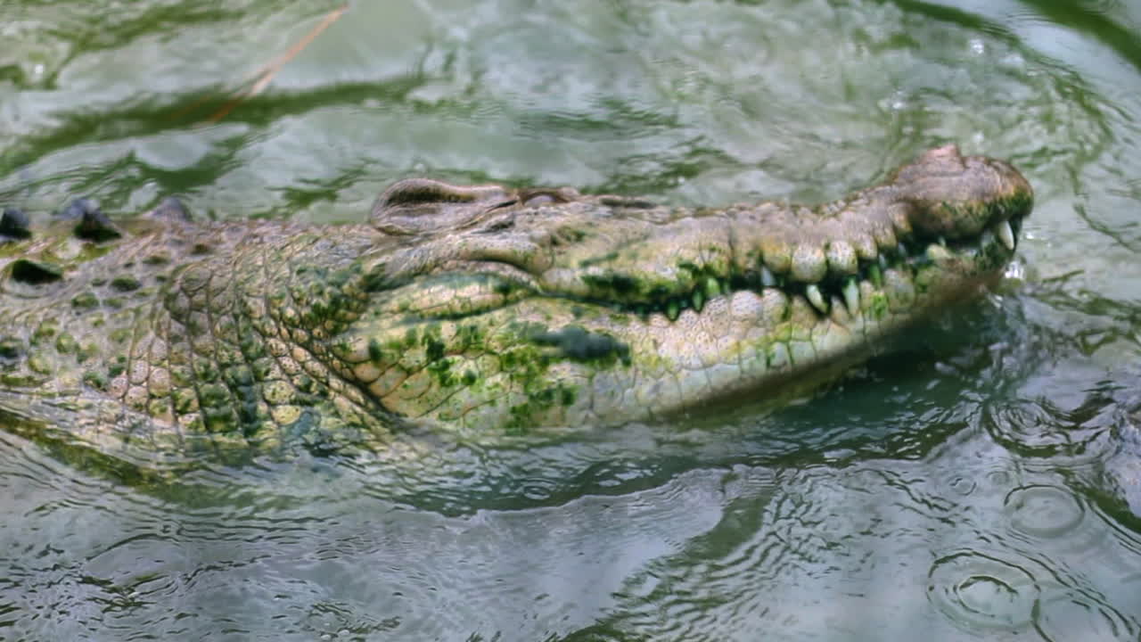 cocodrilo siendo agresivo comiendo en pantano en cámara lenta