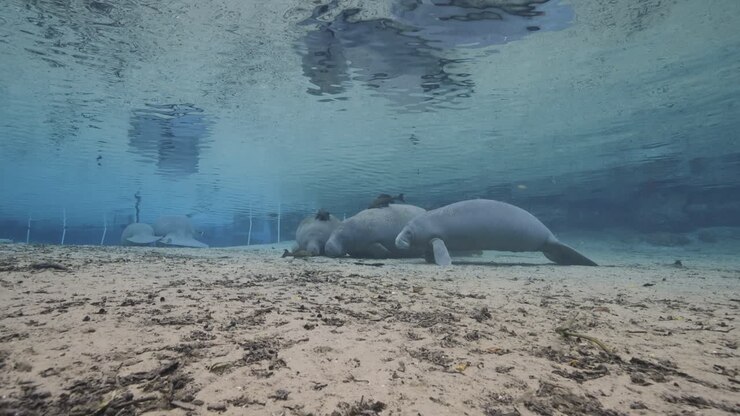 Manatees resting on sandy spring floor in clear freshwater, surrounded by light reflections and tranquil blue tones.