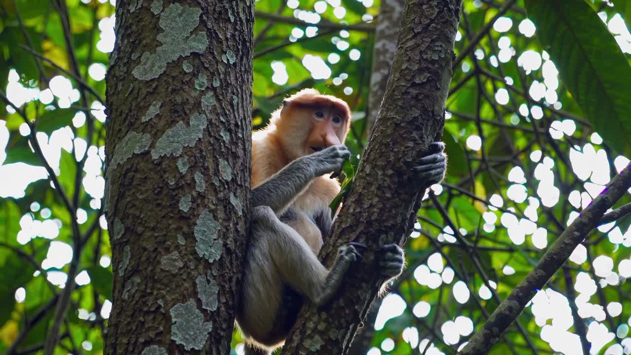 A proboscis monkey climbs a tree, captured from a low-angle shot