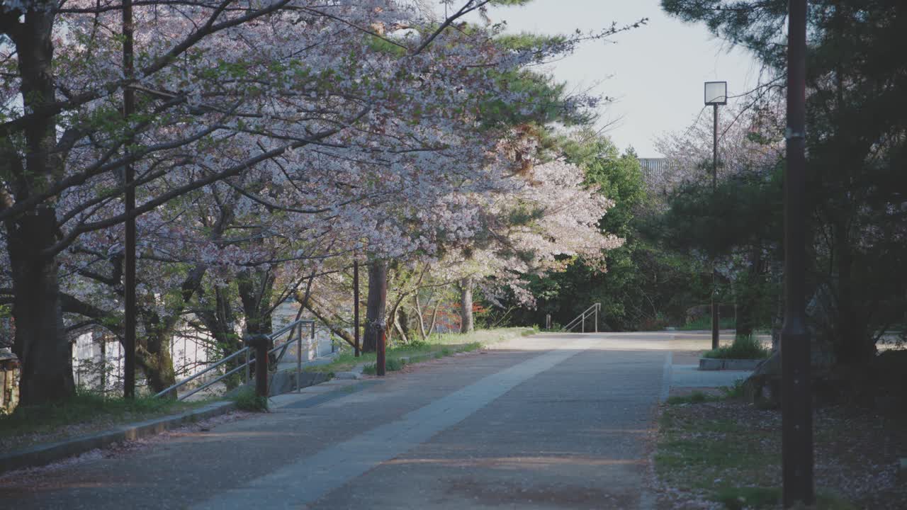 A peaceful, sunny morning view of an empty street in Kyoto, lined with cherry blossom trees in full bloom, creating a serene and picturesque scene.