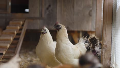 Gallinas-En-Un-Gallinero