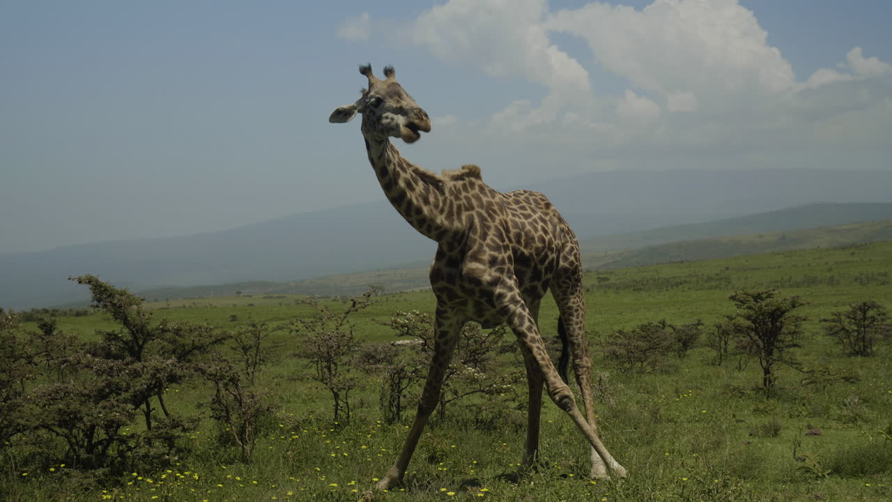 una jirafa comiendo hierba en la colina de ngorongoro, tanzania