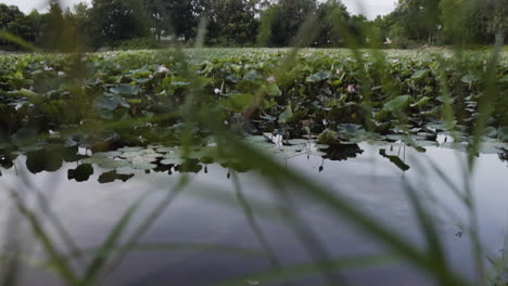 Many-lotus-leaves-near-small-water-pond,-slider-left-view-with-grass-in-foreground