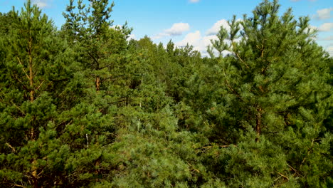 Beautiful-Dense-Pine-Trees-At-The-Forest-Meadow-Landscape-Under-Cloudy-Sky-During-Breeze-Day-In-Kowalskie-Błota,-Poland