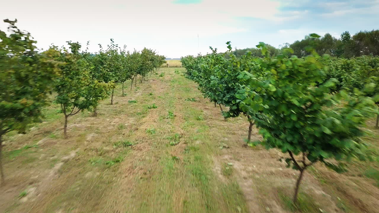 Hazelnut trees rows agriculture cultivation field growing raw ripe hazel nuts harvest autumn time