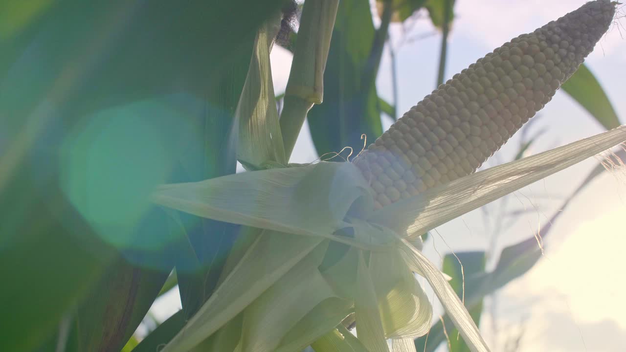 Close up of corn cob