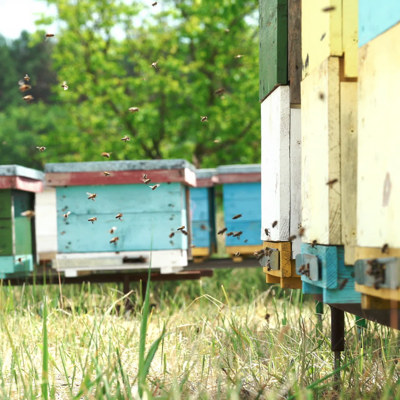 Bees flying out of the hive in summer, sunny day to nectar