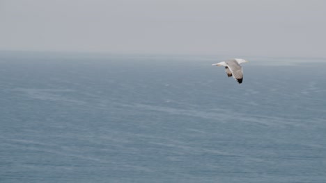 seagull flying in slow motion-1