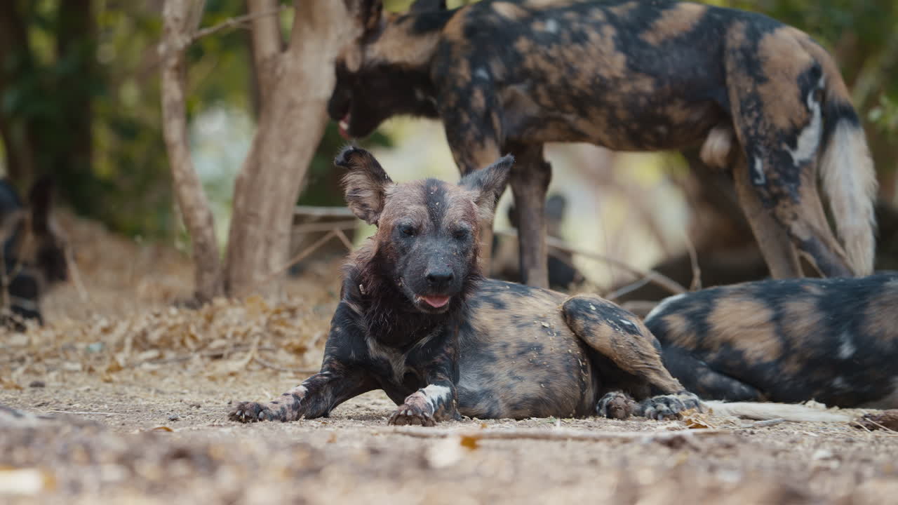 African wild dog with blood on its muzzle after feeding camera zooms out to reveal the rest of the pack resting in Mana Pools National Park Zimbabwe