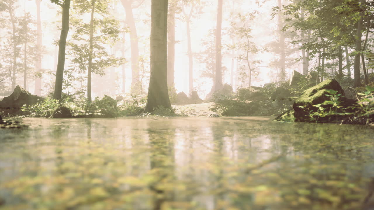 Sunlight filters through trees in serene forest with calm water reflections
