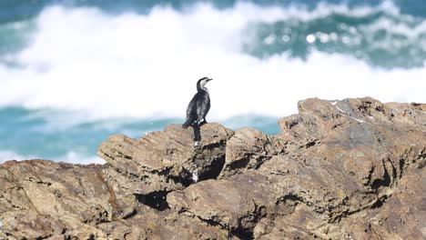 bird perched on rocks against ocean waves