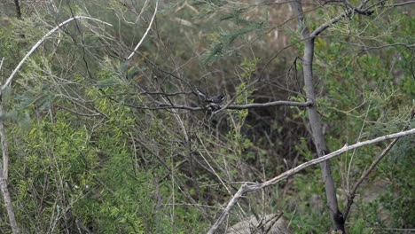 Small-Grey-Australian-Faintail-Bird-Perched-On-A-Branch,-SLOW-MOTION