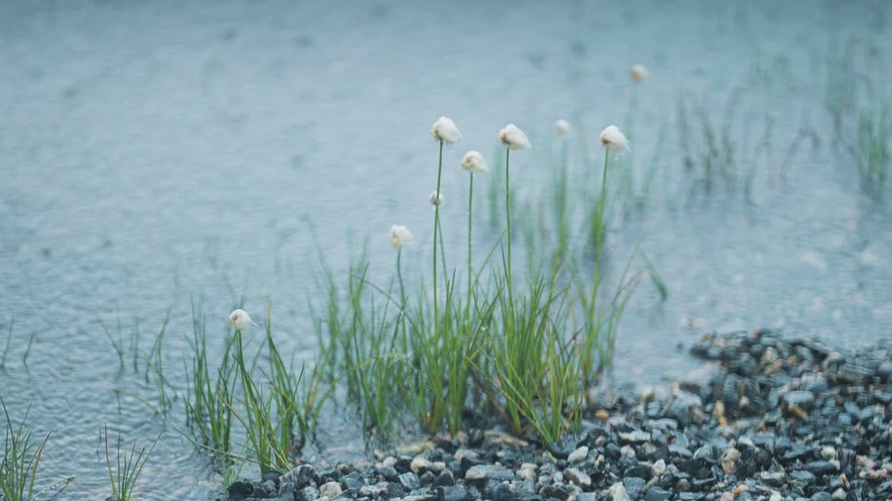 Delicate cotton grass blooms with soft white flowers, growing near the edge of the pond as the rain falls creating ripples on the water.