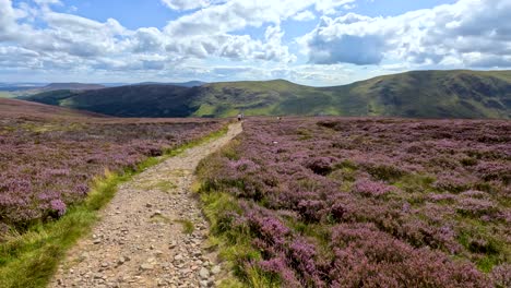 a steady camera moves forward along a rocky path through blooming heather fields in glen clova, under bright daylight with scattered clouds