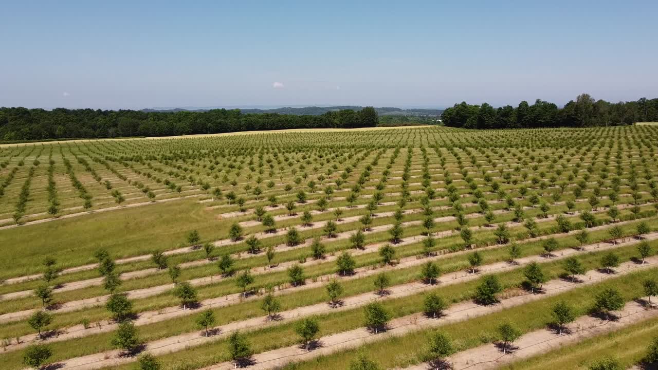 미시간 주 트래버스 시티 릴라나우 반도의 체리 과수원에서 자라는 어린 벚나무 - 드론 샷