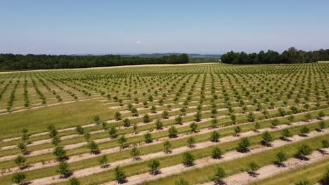 Junge-Kirschbäume-Wachsen-Im-Kirschgarten-Auf-Der-Halbinsel-Leelanau,-Traverse-City,-Michigan-–-Drohnenaufnahme