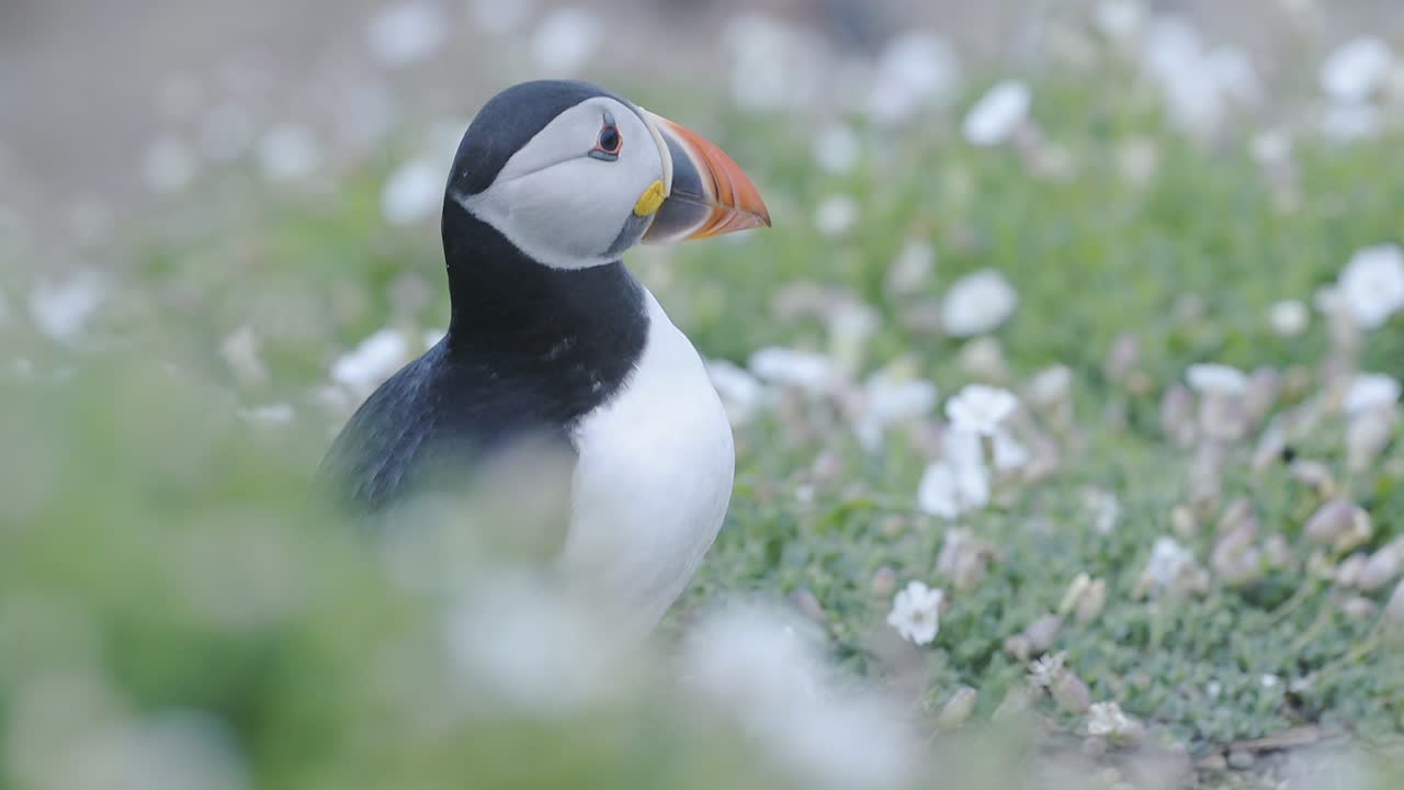 A Cute Little Puffin Bird Standing On The Ground Surrounded By Flowers In Wales Skomer Island - Close Up Shot