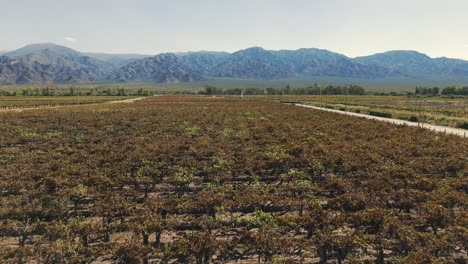 Viñedo-Producción-Sostenible-De-Uva,-Campo-De-Agricultura-Orgánica-En-Argentina