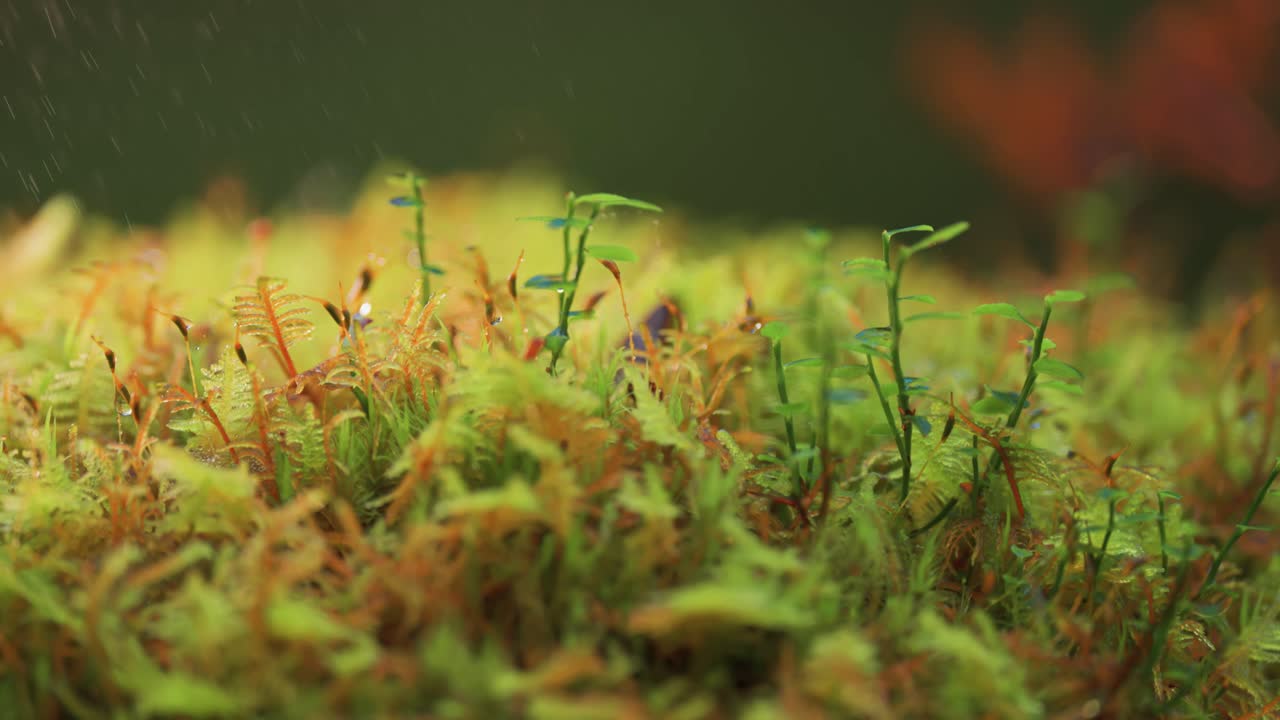 plantas en miniatura, musgo y líquen con cuentas de rocío matinal cubren el suelo en la tundra de otoño