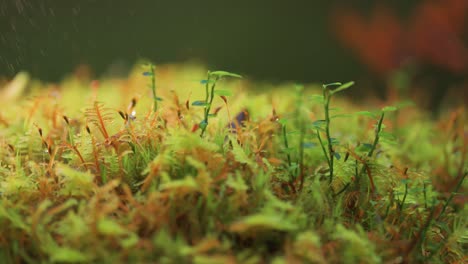 miniature plants, moss, and lichen beaded with morning dew cover the ground in autumn tundra