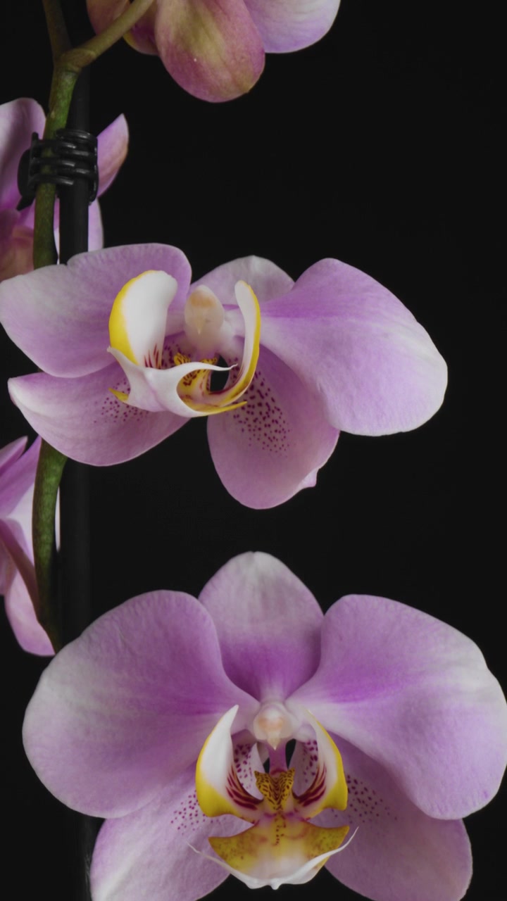 Vertical Shot of Purple Flower