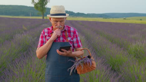 Großvater,-Ein-älterer-Bauer,-Baut-Lavendel-An,-Hält-Ein-Digitales-Tablet-In-Der-Hand-Und-Untersucht-Die-Ernte-Auf-Dem-Feld