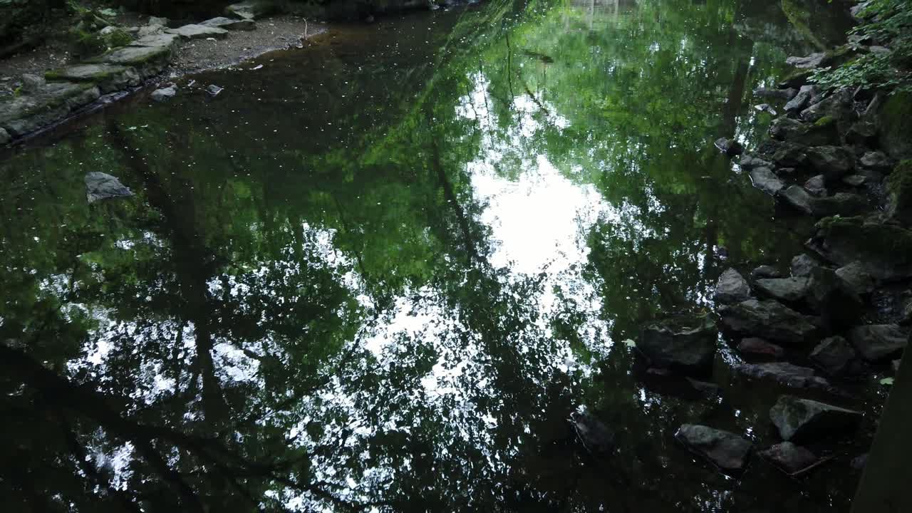 los reflejos ondulados de los árboles en el arroyo del bosque de bosque limpio, se inclinan hacia el puente de madera en el follaje denso y grueso