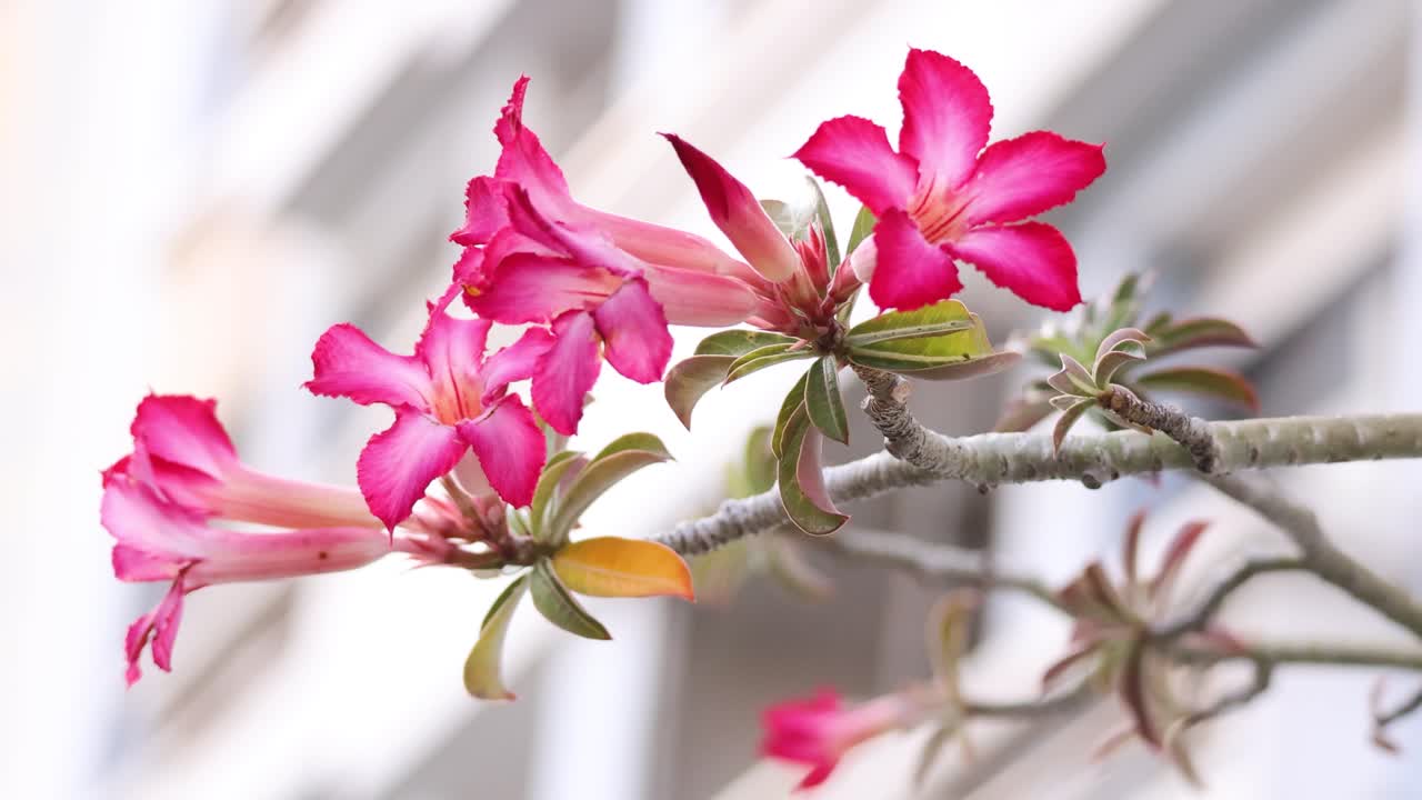 배경에 꽃이 피는 분홍색 꽃의 타임 스