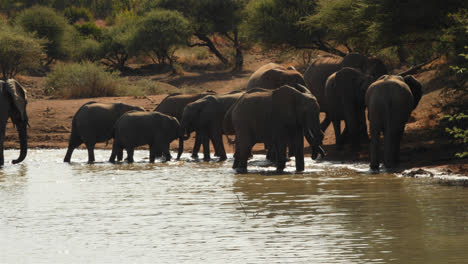 Elefanten-Trinken-Aus-Einer-Wasserstelle