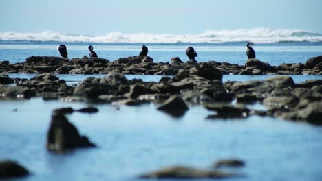 Capture-La-Pintoresca-Escena-De-Un-Grupo-Karuhiruhi,-Elegantemente-Posado-Sobre-Rocas-Escarpadas-En-Una-Toma-Amplia,-Mostrando-La-Serena-Belleza-De-Estas-Maravillas-Aviares-En-Su-Hábitat-Natural.