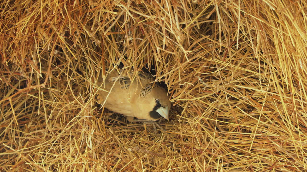 A sociable weaver bird peers out of its nesting tube in a large communal nest. It turns its head and scans surroundings. Then it retreats back into the nest. Close-up.