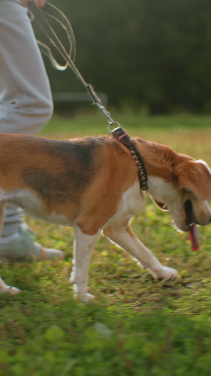 Passeggiata con il cane all'aperto, beagle gioioso che fa esercizio con il proprietario all'aperto, uomo caucasico che porta a spasso un vivace beagle in un prato illuminato dal sole, scena pomeridiana luminosa di un uomo che conduce un allegro beagle attraverso un campo erboso
