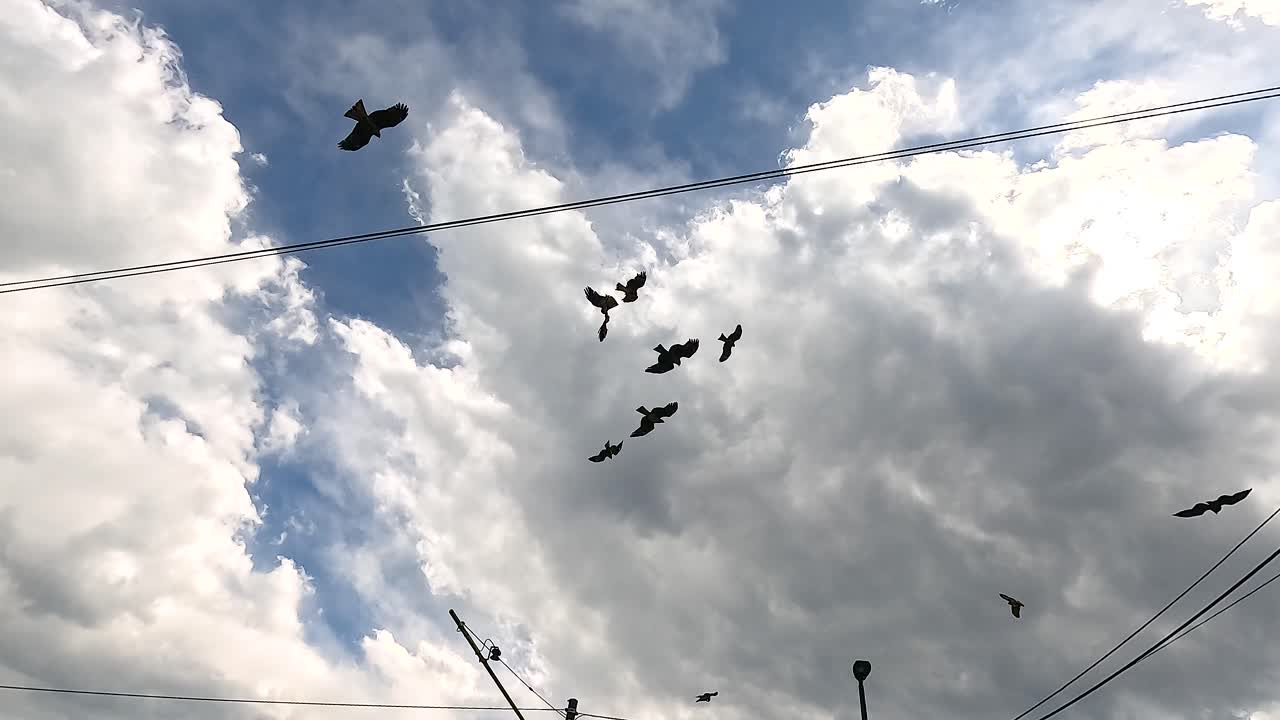 Black kites glide gracefully against a dramatic cloudy sky in Kamakura, Japan, creating a serene and dynamic aerial scene