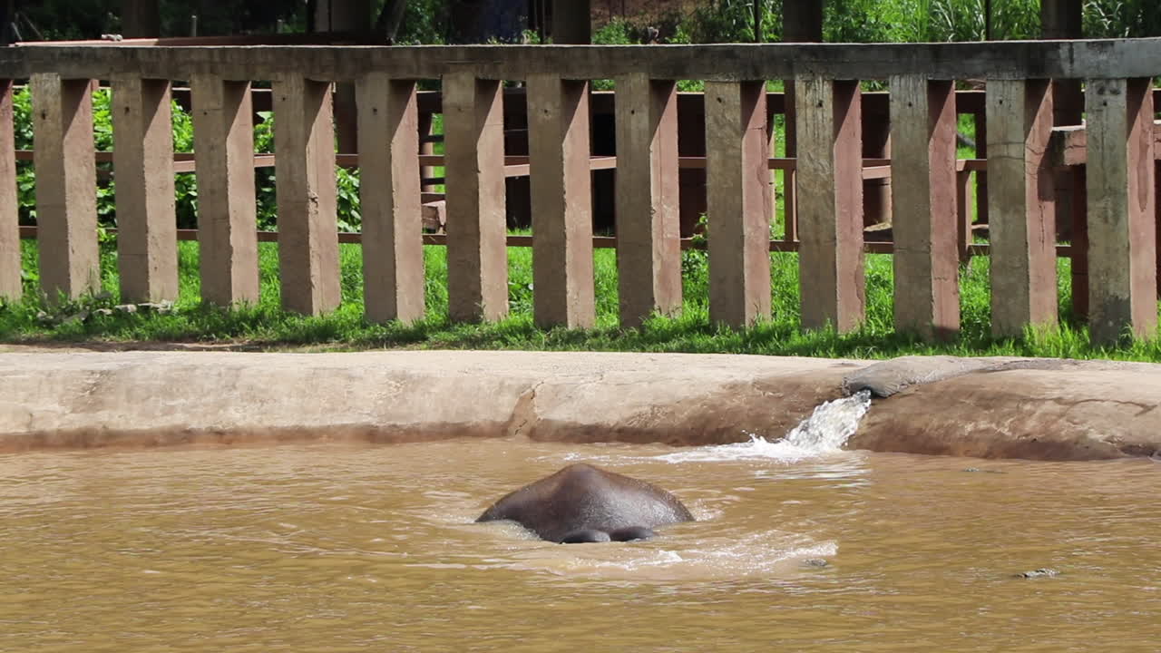 elefante jugando en una piscina con una valla detrás.