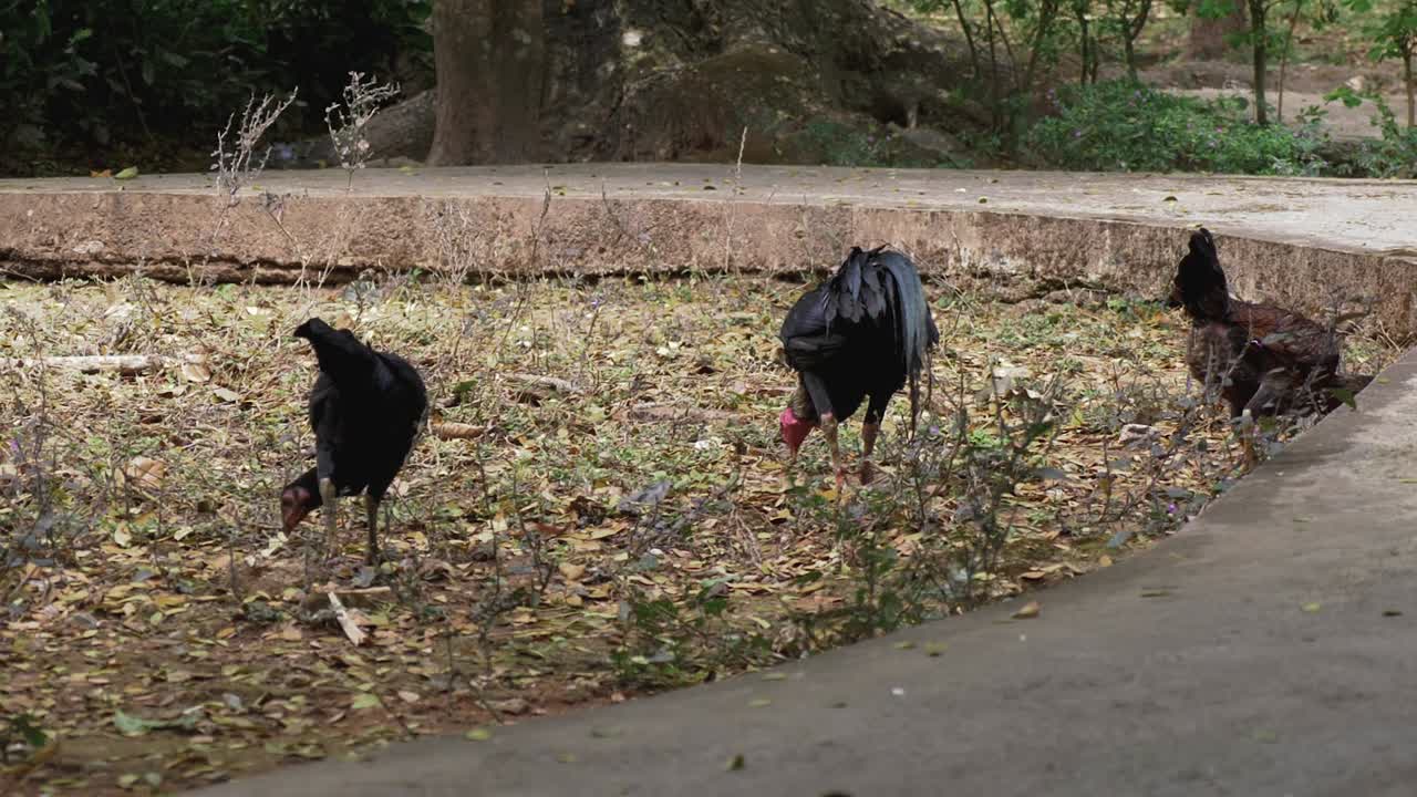 pollos picoteando el suelo cazando comida junto al camino curvo de hormigón