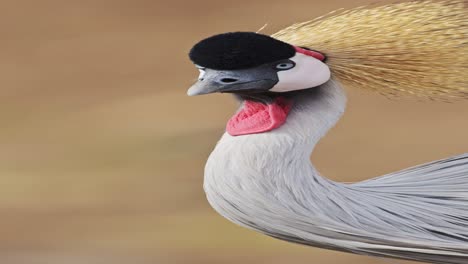 vertical close up african bird portrait on african wildlife safari in africa, vertical grey crowned crane video for social media instagram reels and tiktok in kenya in masai mara national park