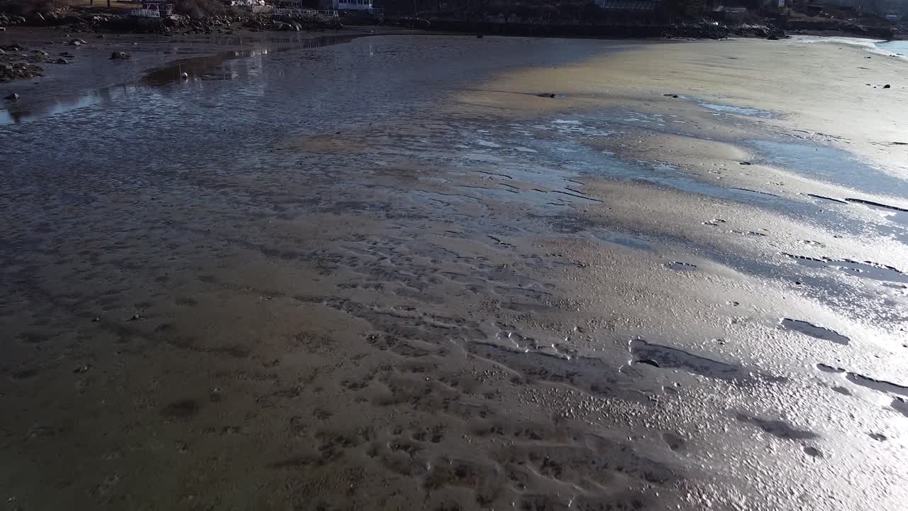 Terbang rendah di dekat pantai saat air surut di Corliss Landing di Gloucester, Massachusetts
