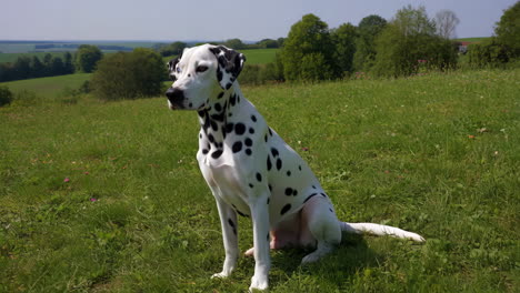 a dalmatian dog with heterochromia sitting in a grassy field