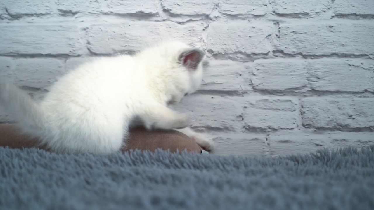 Blue-eyed tiny kitten playing on the sofa. White kitty with grey nose, ears and tail. White brick wall at the background.
