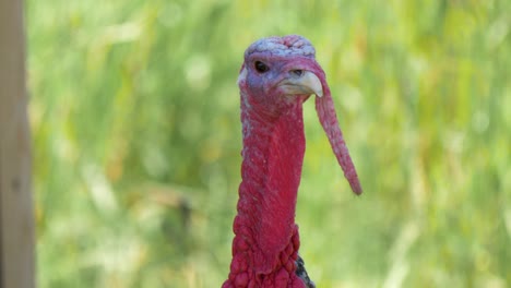 Beautiful-male-turkey-surrounded-by-green-lush-vegetation