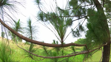 Primer-Plano-De-Hojas-De-Abeto-Que-Crecen-En-Una-Rama-De-árbol