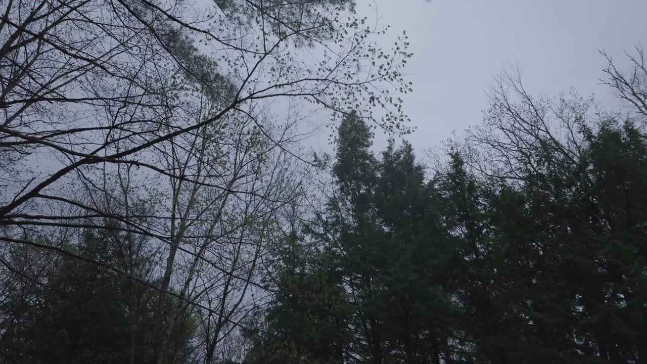 Aerial view of Pine Trees in a forest. Shot on an overcast evening in New Hampshire.