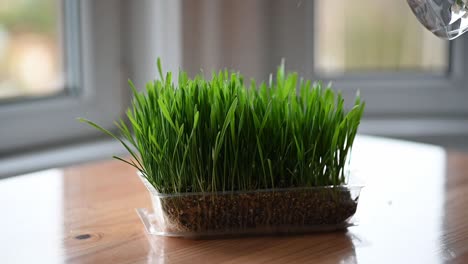 slow motion of spraying water on cat grass at home on the table