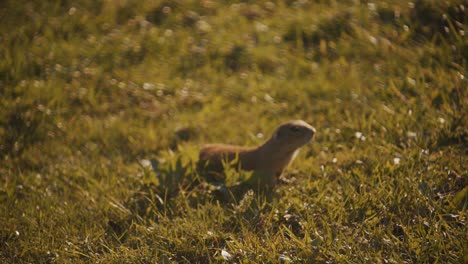 close shot of a squirrel looking at the camera in a grass field