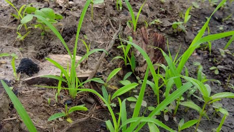 Isoliertes-Paar-Gepanzerter-Afrikanischer-Traktor-Tausendfüßler,-Die-über-Den-Waldboden-Kriechen