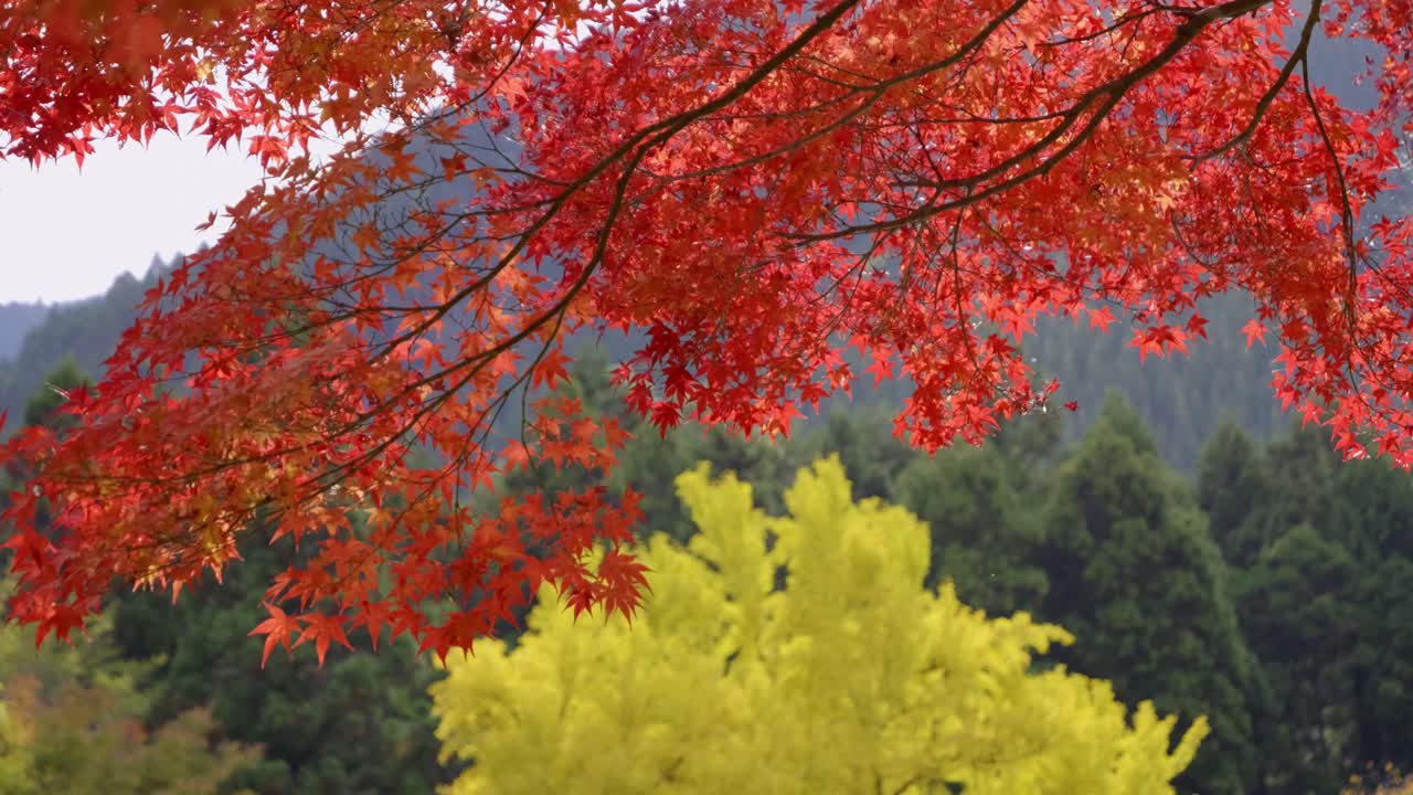 Perfect fall scenery with vibrant maple and ginko tree, slow slider shot