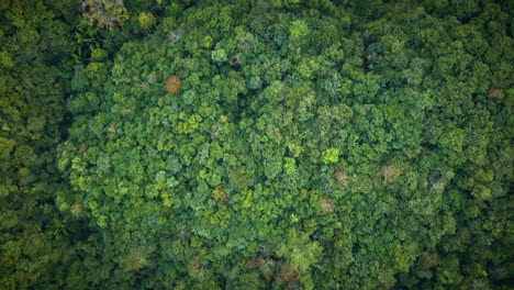 Vista-Aérea-Aérea-De-Una-Densa-Selva-Tropical