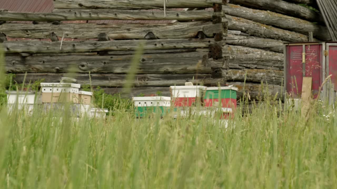 Colorful beehives on a farm behind tall grass moving in the wind